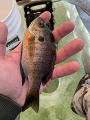 Lepomis macrochirus macrochirus