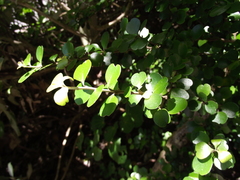 Myrsine aquilonia