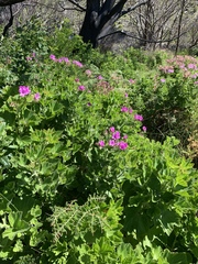 Pelargonium cucullatum cucullatum