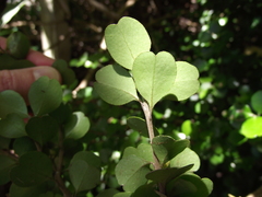 Myrsine aquilonia