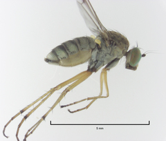 Helichochaetus discifer