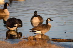 Branta hutchinsii