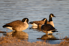 Branta hutchinsii