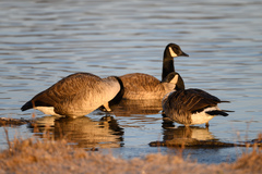 Branta hutchinsii
