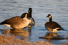 Branta hutchinsii