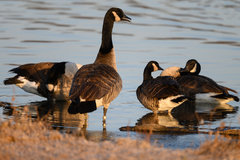 Branta hutchinsii