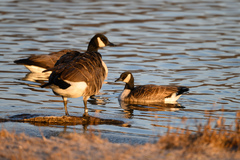 Branta hutchinsii