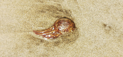 Pelagiidae