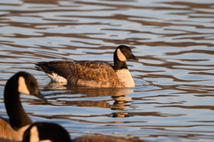 Branta hutchinsii