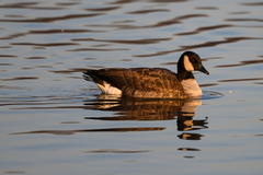 Branta hutchinsii
