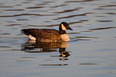 Branta hutchinsii