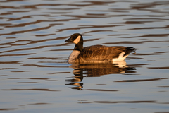 Branta hutchinsii