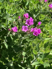 Pelargonium cucullatum cucullatum