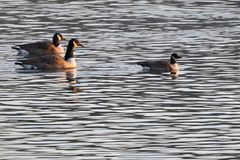 Branta hutchinsii