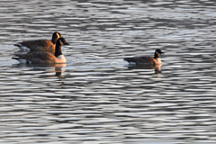 Branta hutchinsii