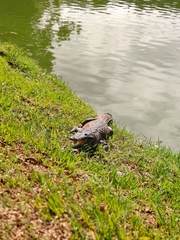 Crocodylus moreletii