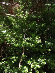 Myrsine aquilonia