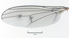 Helichochaetus discifer