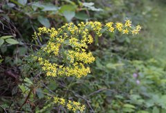 Solidago virgaurea asiatica
