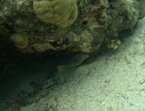 Canthigaster solandri