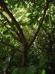 Myrsine aquilonia
