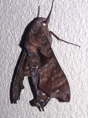 Nyceryx eximia
