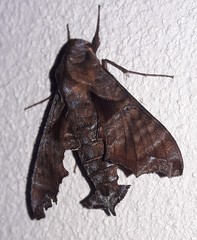 Nyceryx eximia