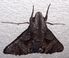 Nyceryx eximia