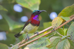 Crimson-Backed Sunbird photo 3