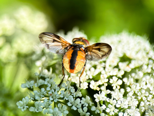 Breitflügelige Raupenfliege