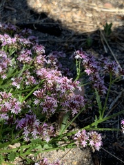 Lobelia jasionoides