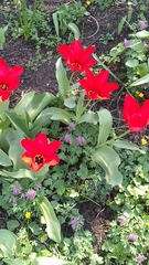 Tulipa