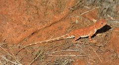 Tympanocryptis centralis