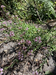 Lobelia jasionoides