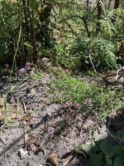Lobelia jasionoides