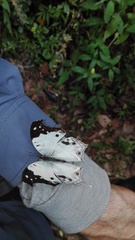 Protogoniomorpha duprei