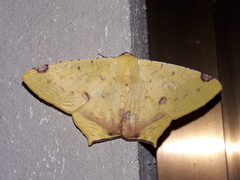 Nepheloleuca illiturata