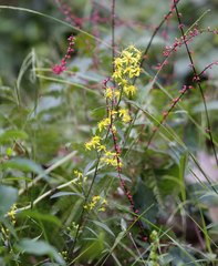 Solidago virgaurea asiatica