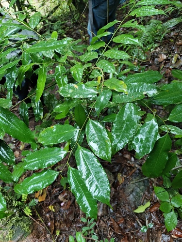 Clarisia racemosa