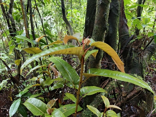 Ficus smithii observed 2025-03-11