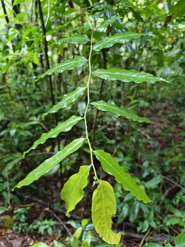 Gia Verde (Casearia arborea)