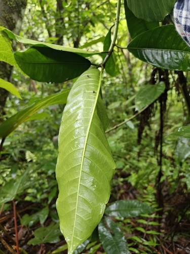 hicatee fig (Ficus maxima)