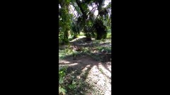 Pilherodius pileatus