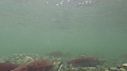 Rode zalm (Oncorhynchus nerka) — Salmonidae — 2