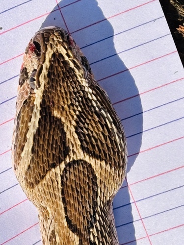 Russell's Viper