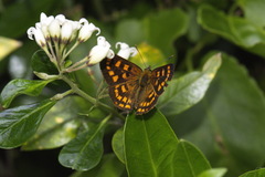 Lycaena enysii