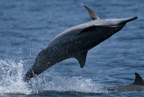 Spinner Dolphin