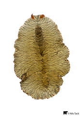 Prostheceraeus crozieri