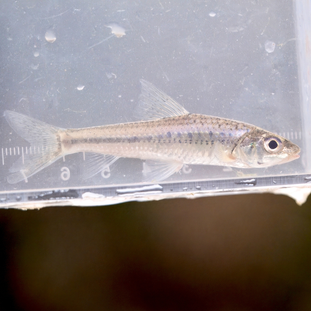 Intermediate gudgeon (Squalidus intermedius) — Cyprinidae