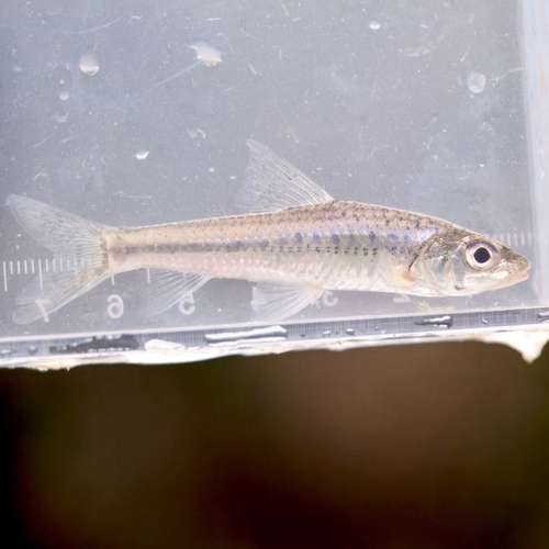 Intermediate gudgeon (Squalidus intermedius) — Cyprinidae